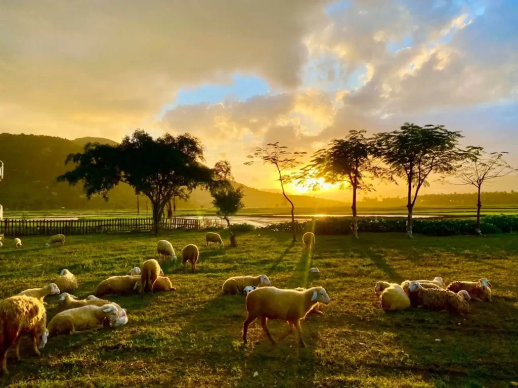 ktour-nha-trang-dong-cuu-2